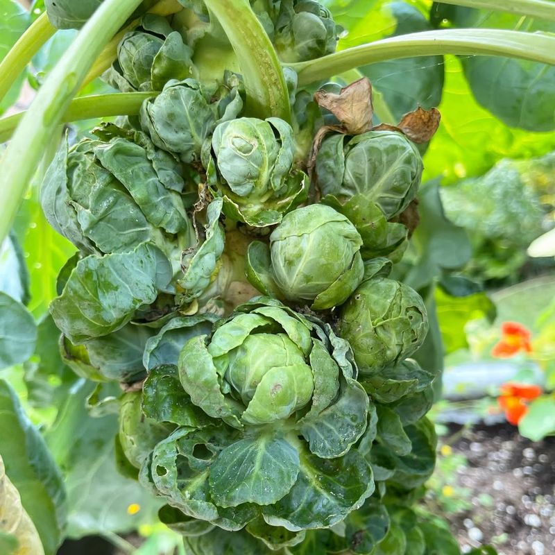 Brussels Sprouts