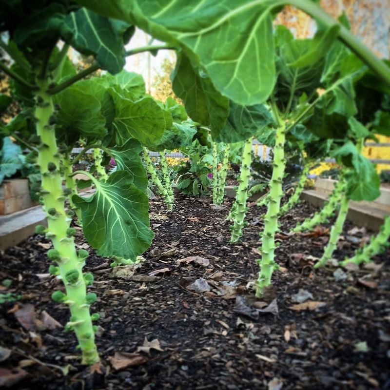 Brussels Sprouts