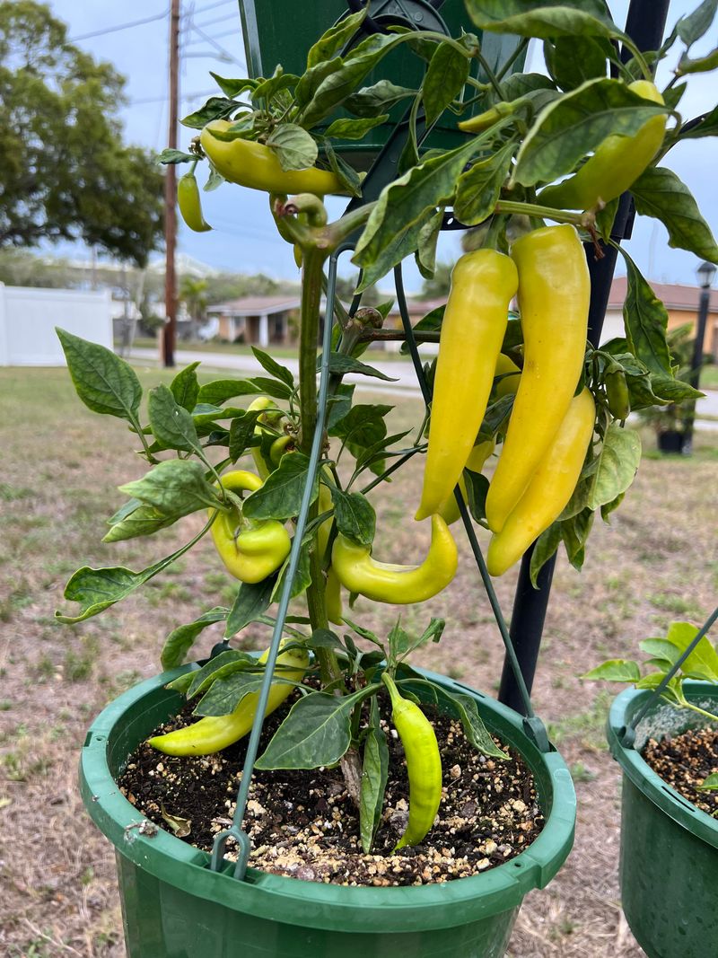 Banana Pepper