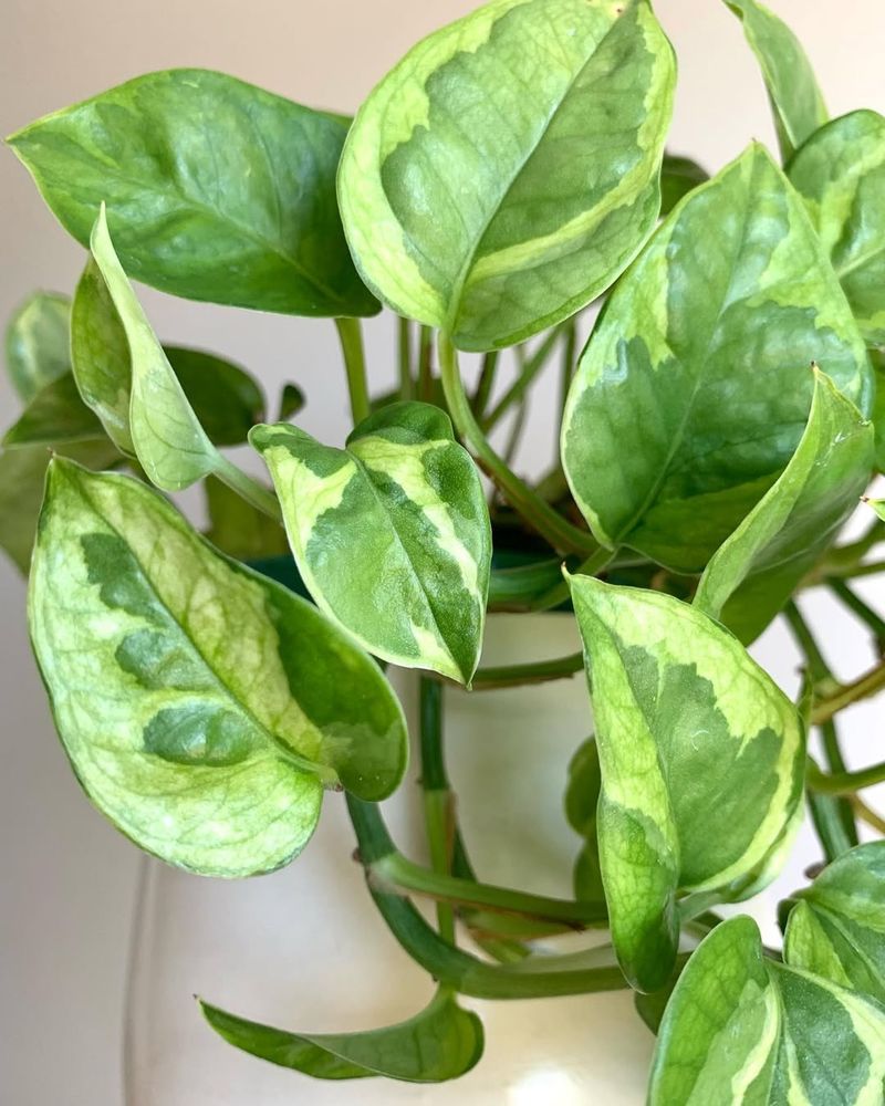 Lemon Meringue Pothos