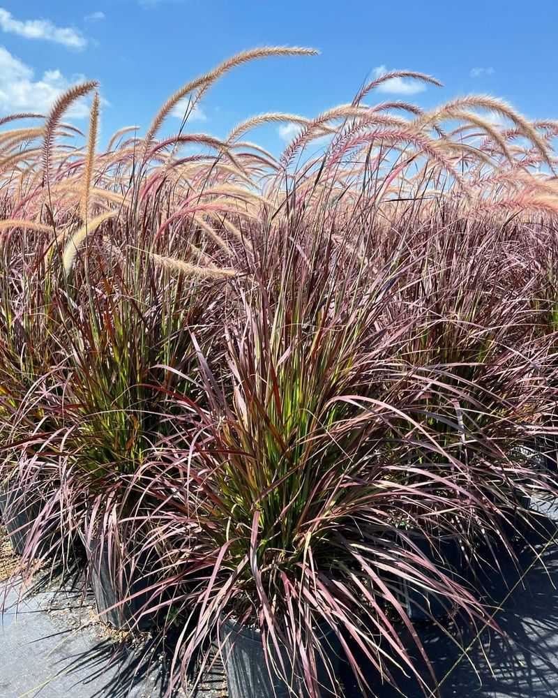 Purple Fountain Grass (Pennisetum setaceum ‘Rubrum’)