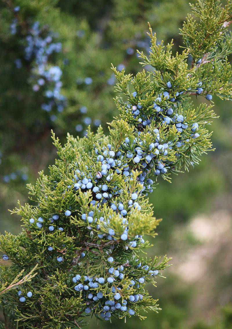 Juniper