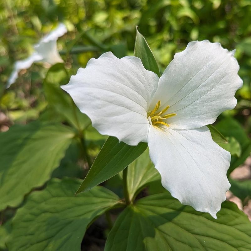 Trillium