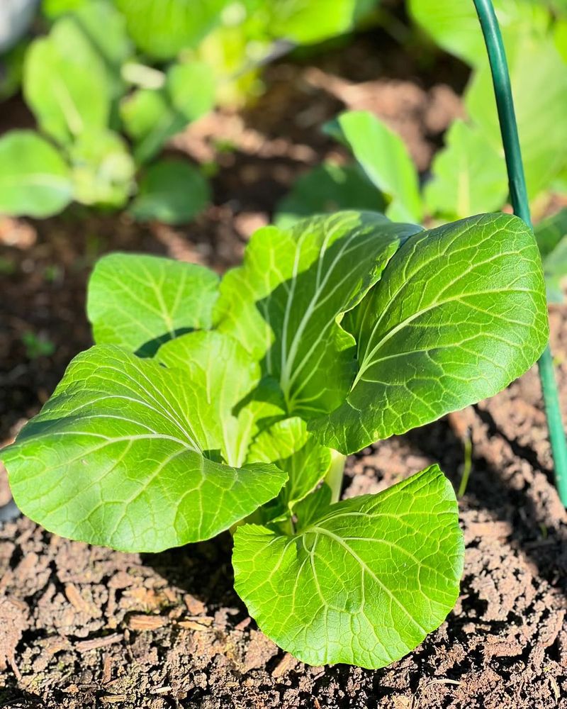 Bok Choy