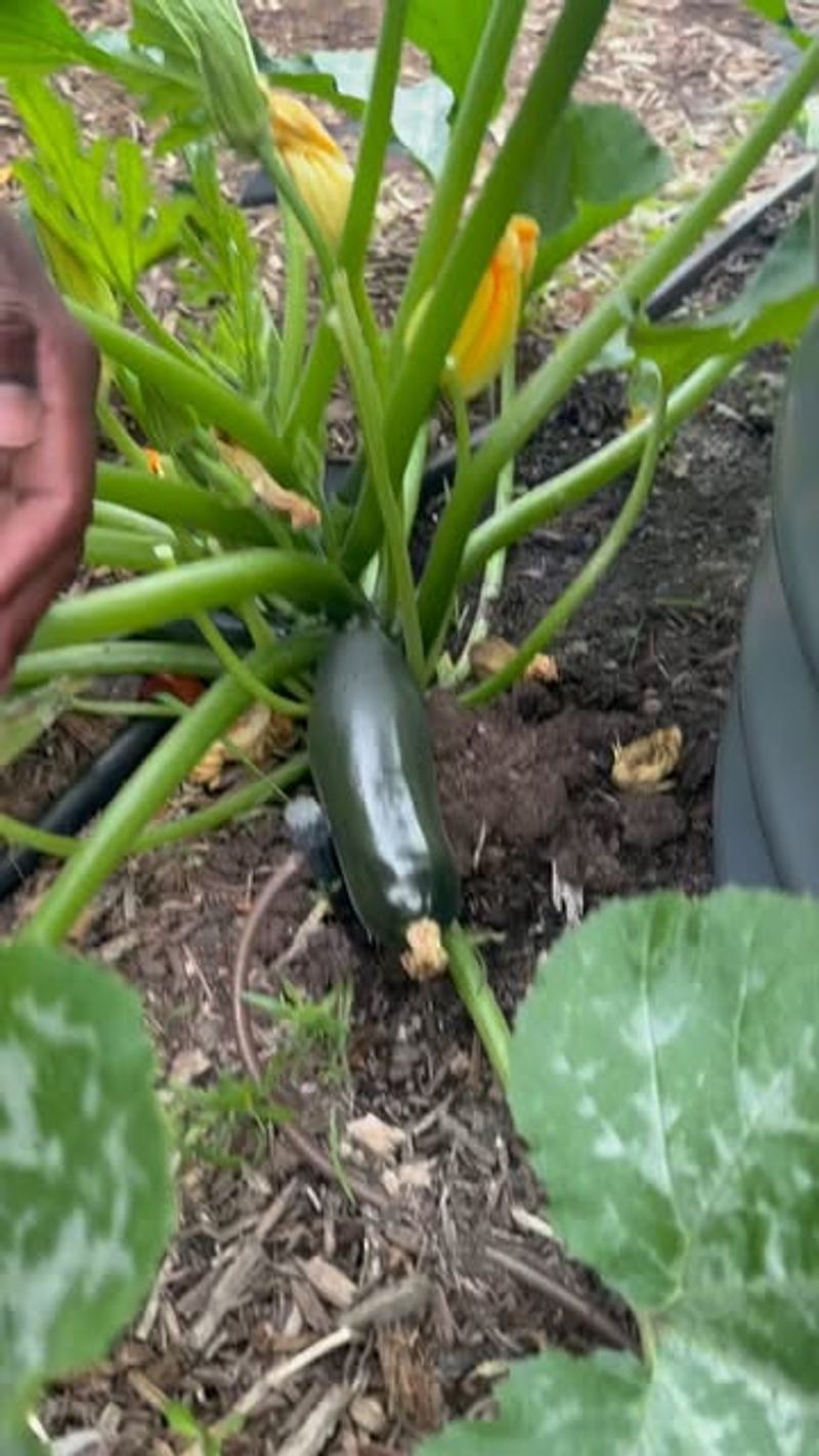 Zucchini & Potato