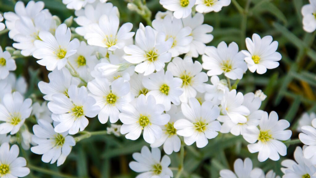 snow-in-summer plant
