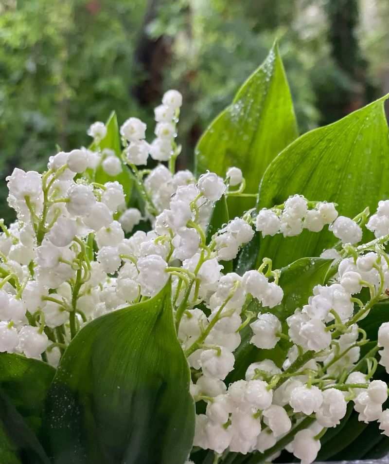 Lily of the Valley