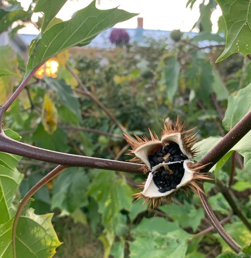 Datura stramonium (Jimsonweed)