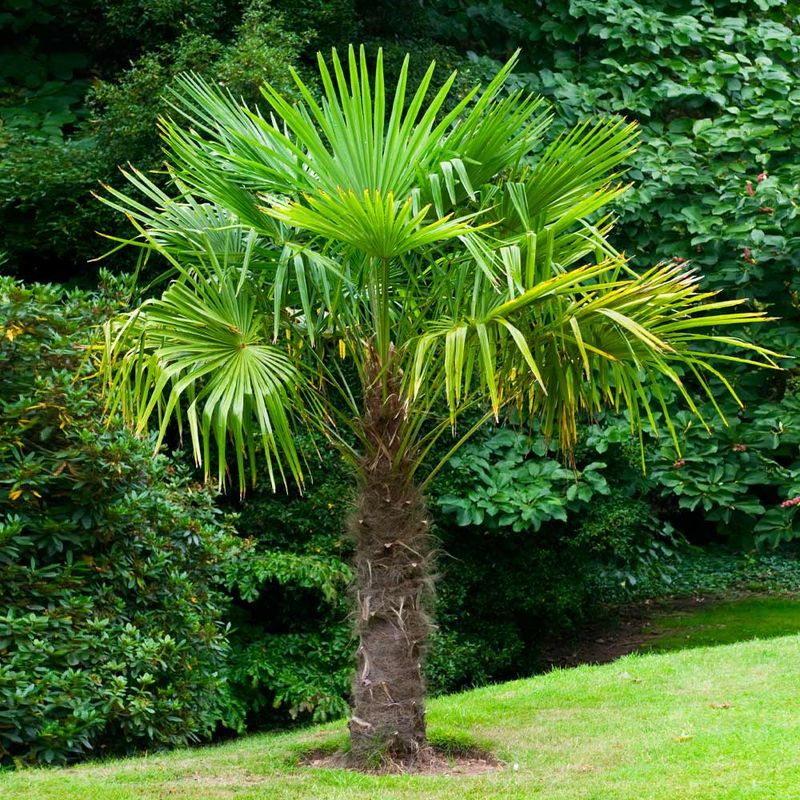 Needle Palm