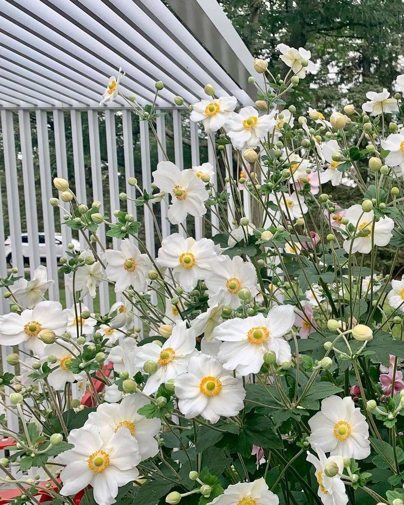 Japanese Anemone (Anemone hupehensis)