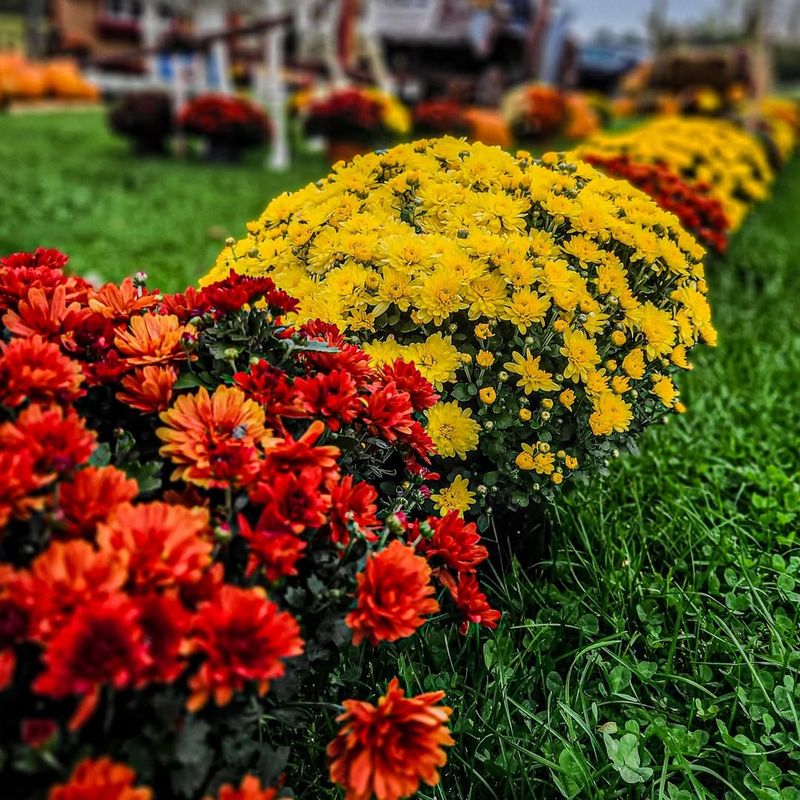 Chrysanthemums