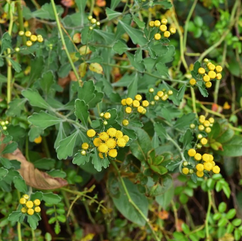 Costmary