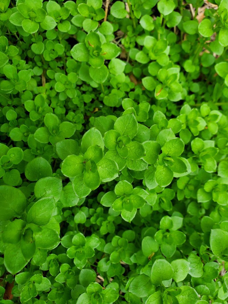 Marjoram