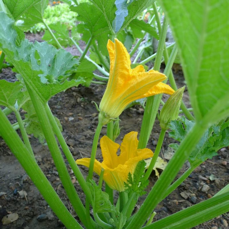 Squash Blossom