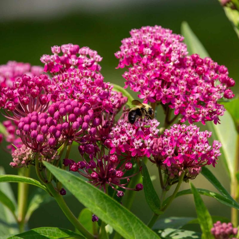 Milkweed