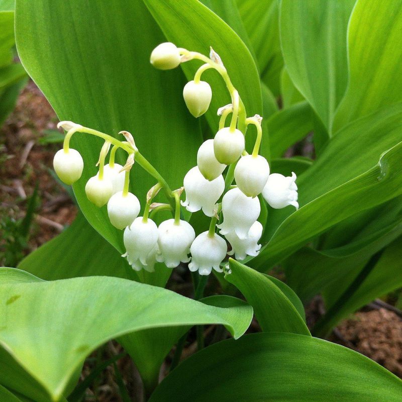 Lily of the Valley (Convallaria majalis)