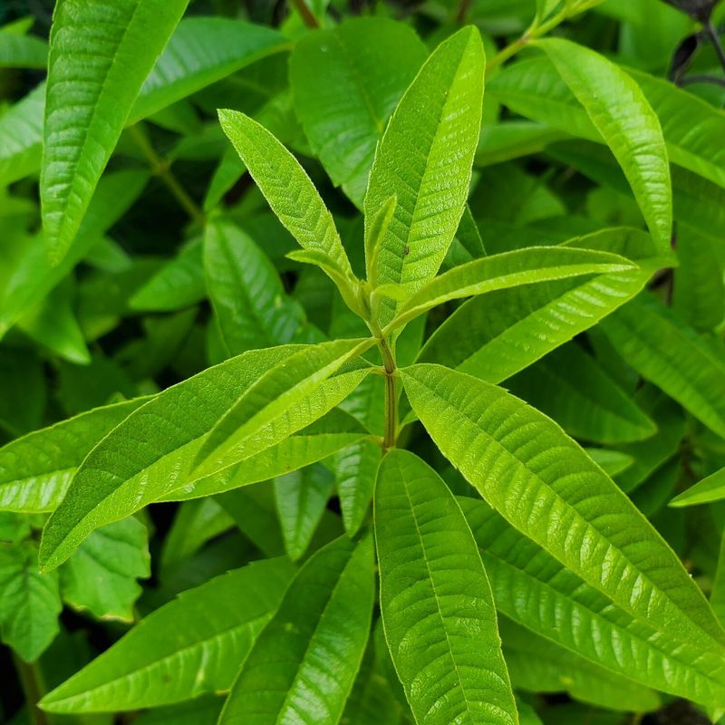 Lemon Verbena