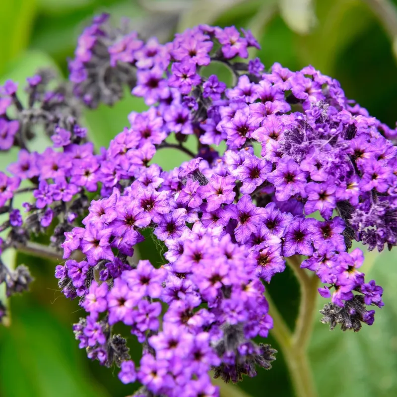 Heliotrope