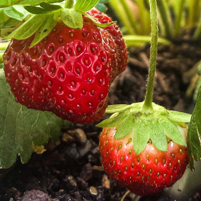 Mara Des Bois – Intense, Wild Strawberry Taste