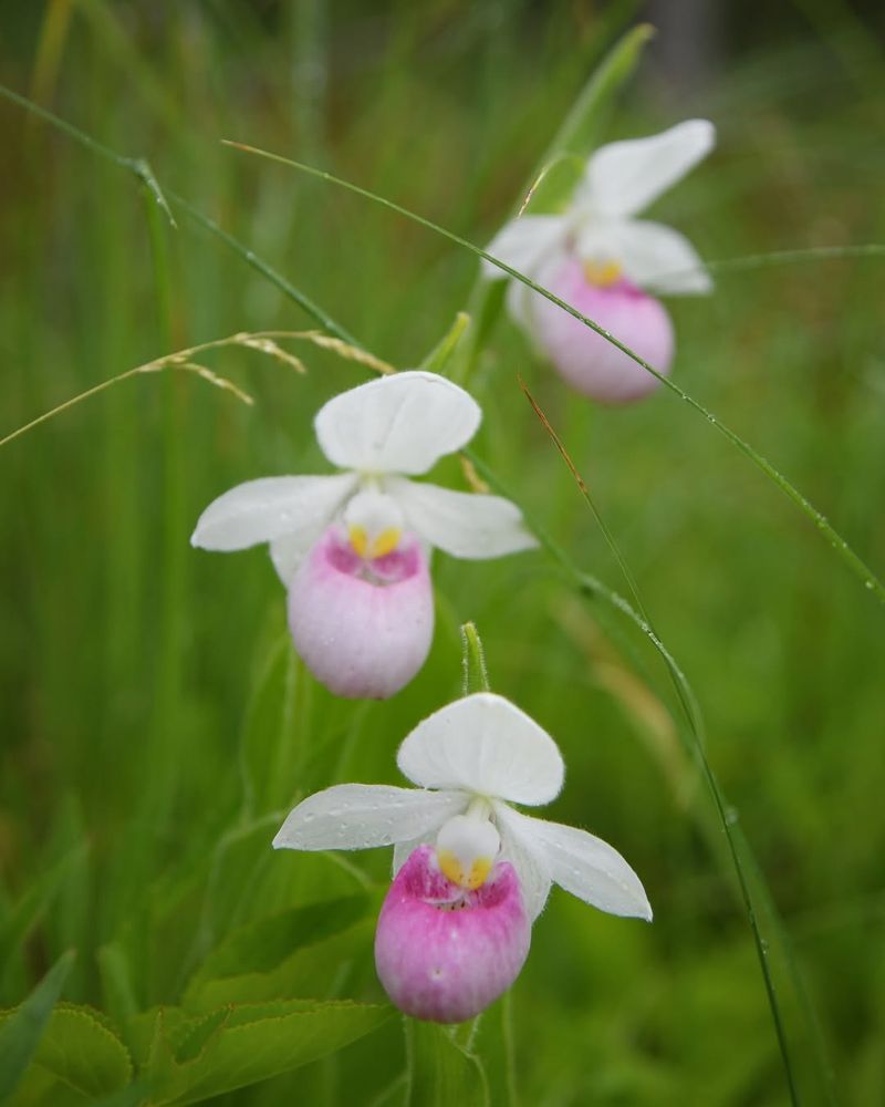 Showy Lady's Slipper