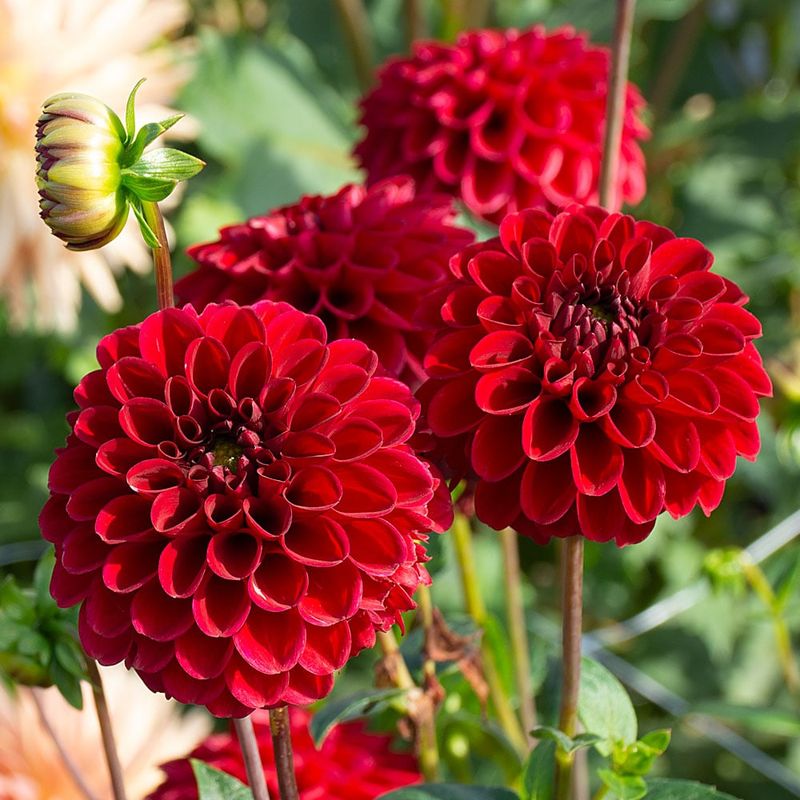 Red-leafed Dahlia