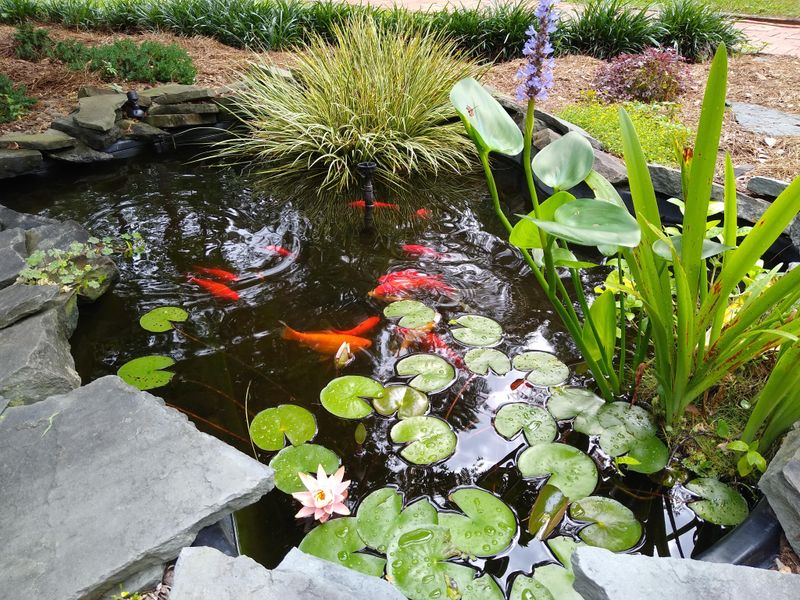 Serene Koi Ponds