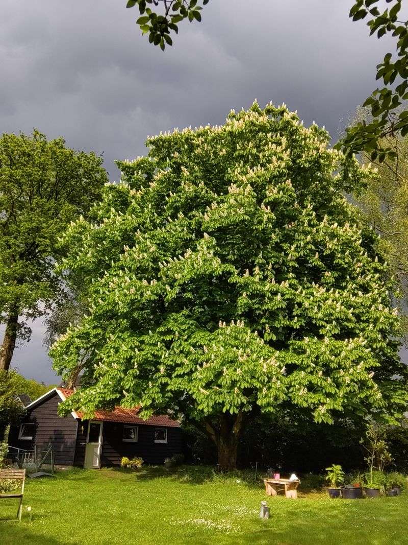 Horse Chestnut