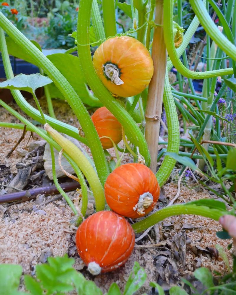 Pumpkins