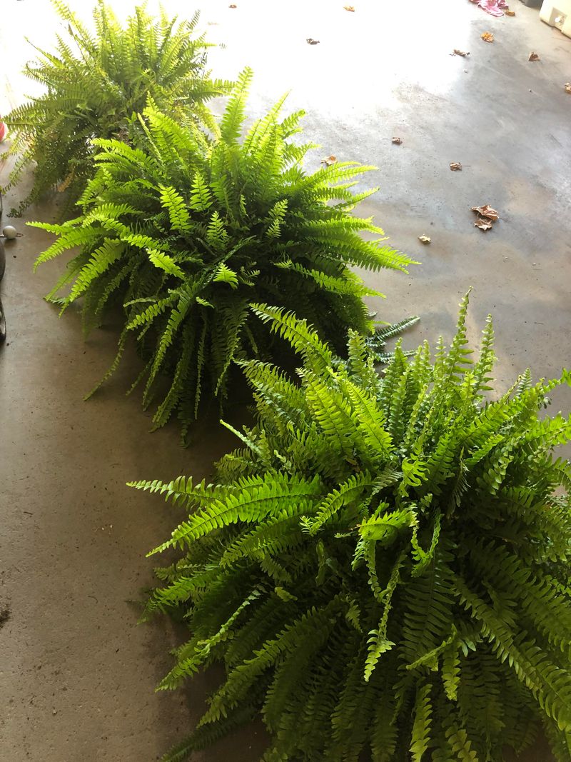 Acclimate Ferns Gradually To Outdoor Conditions