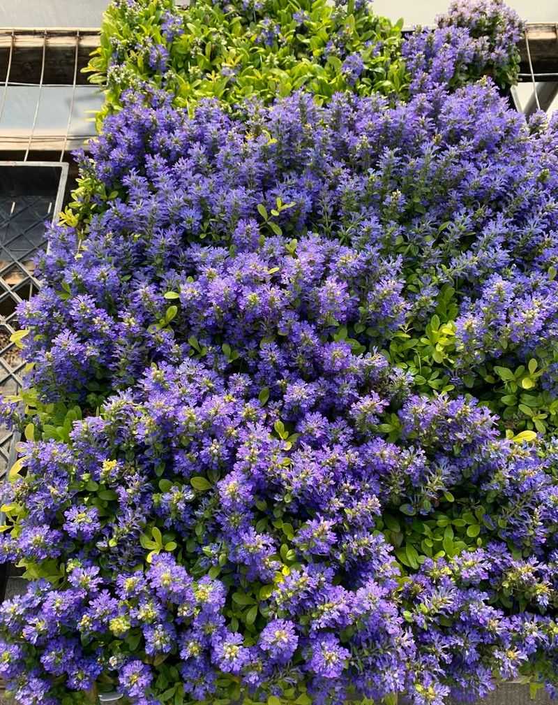 Ajuga