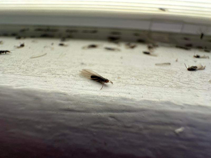 Indoor Bug Foggers