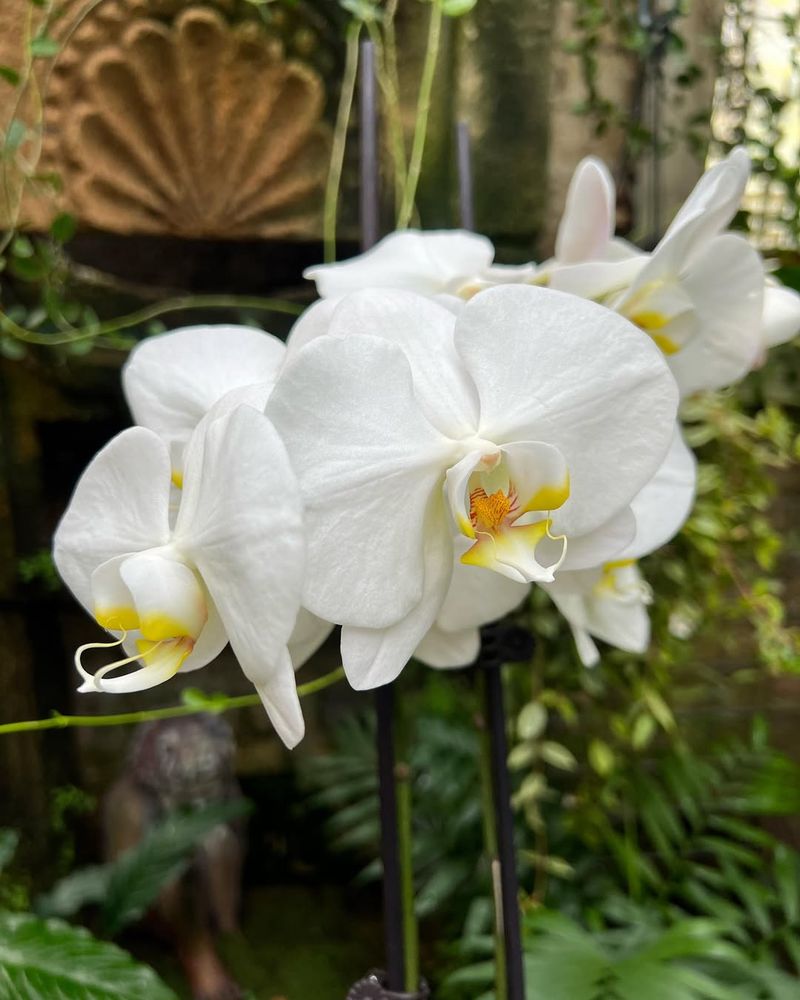 Inadequate Light During Blooming