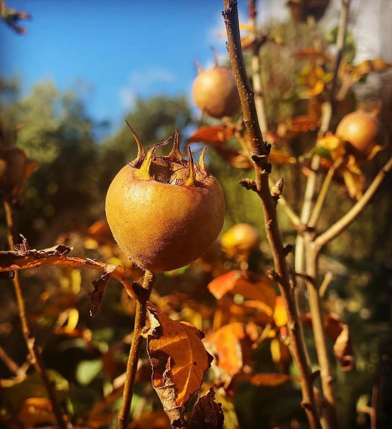 Medlar