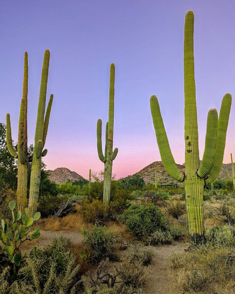 Saguaro Cactus