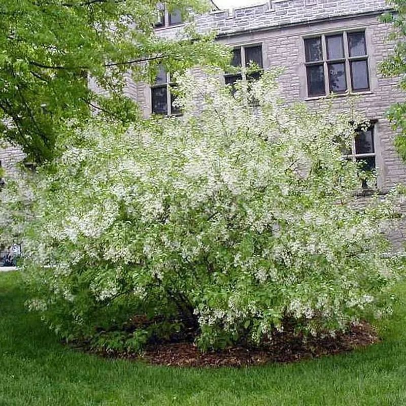 Fringe Tree (Chionanthus Virginicus)