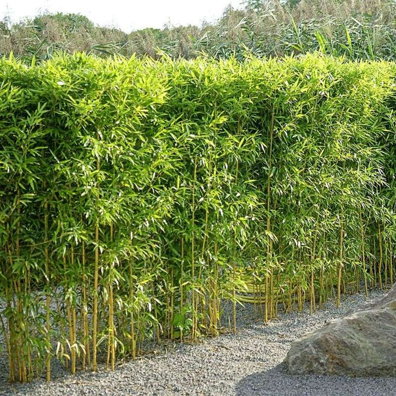 Bamboo (Phyllostachys Spp.)