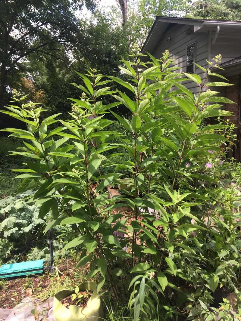 Sandalwood Tree