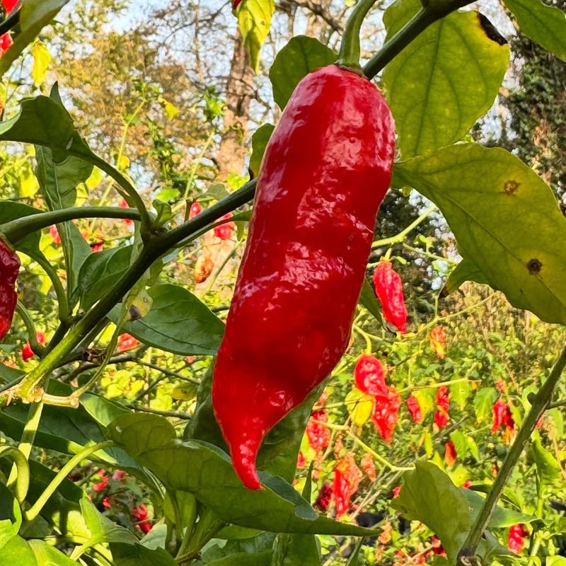 Ghost Pepper