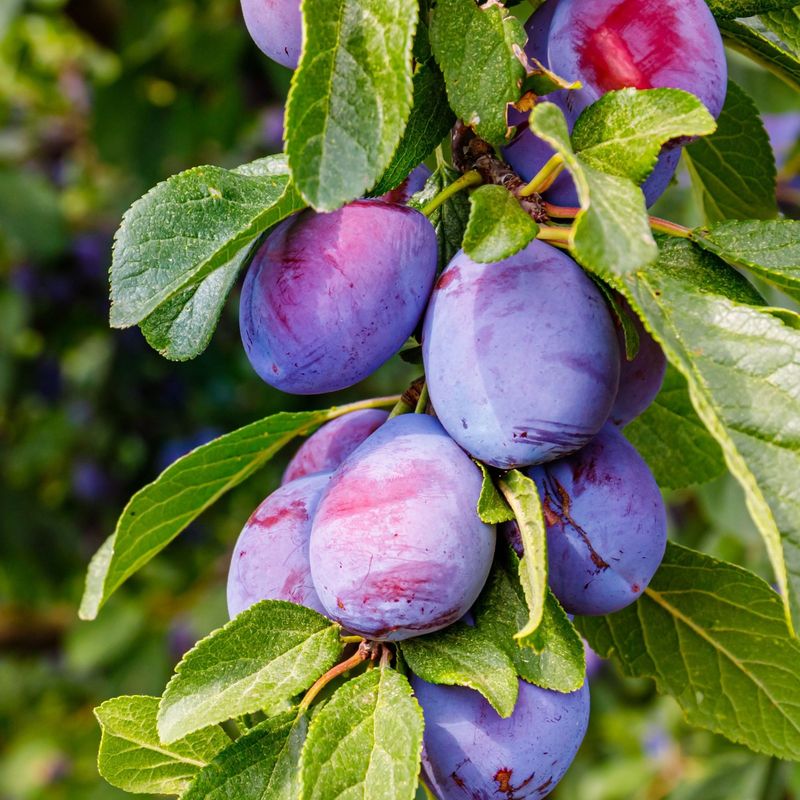 Plum Tree