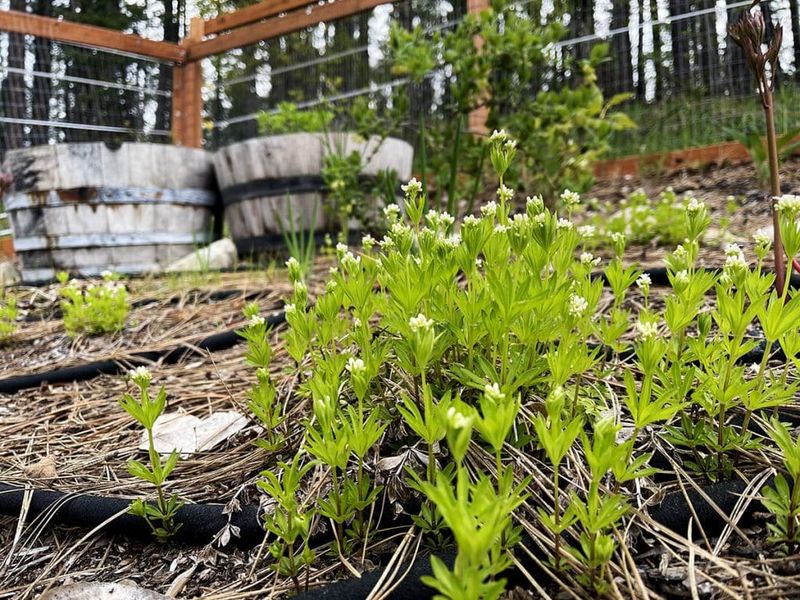 Bee Balm + Sweet Woodruff