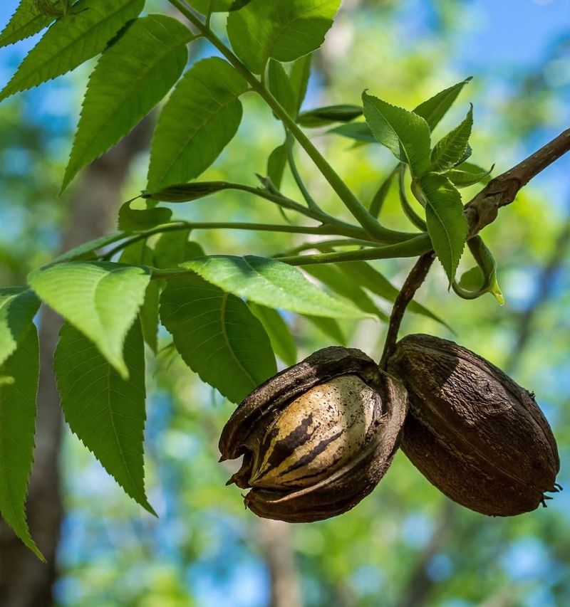 Pecan (Carya Illinoinensis)