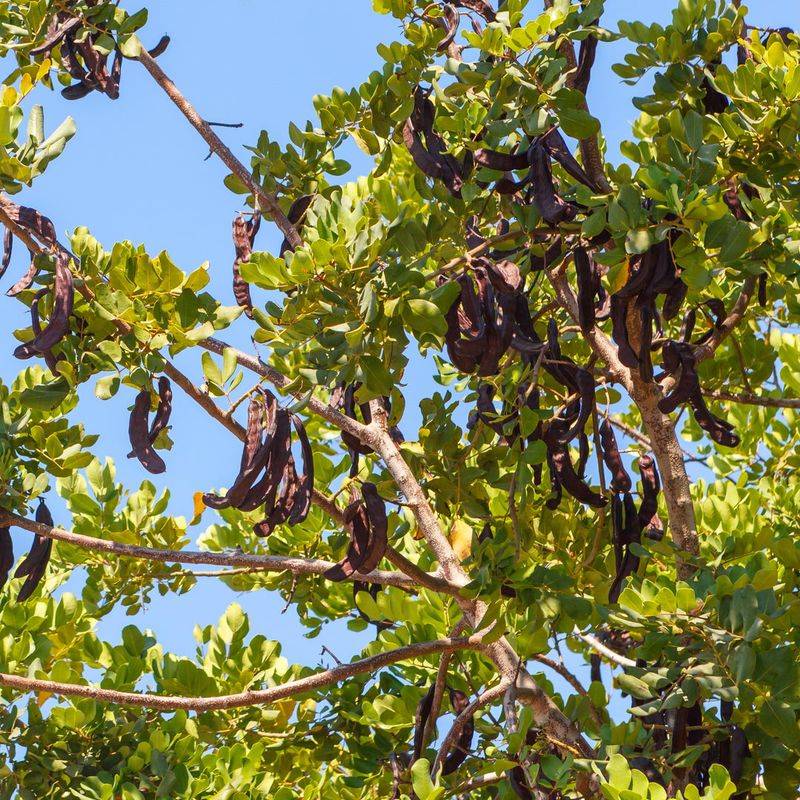 Carob Tree