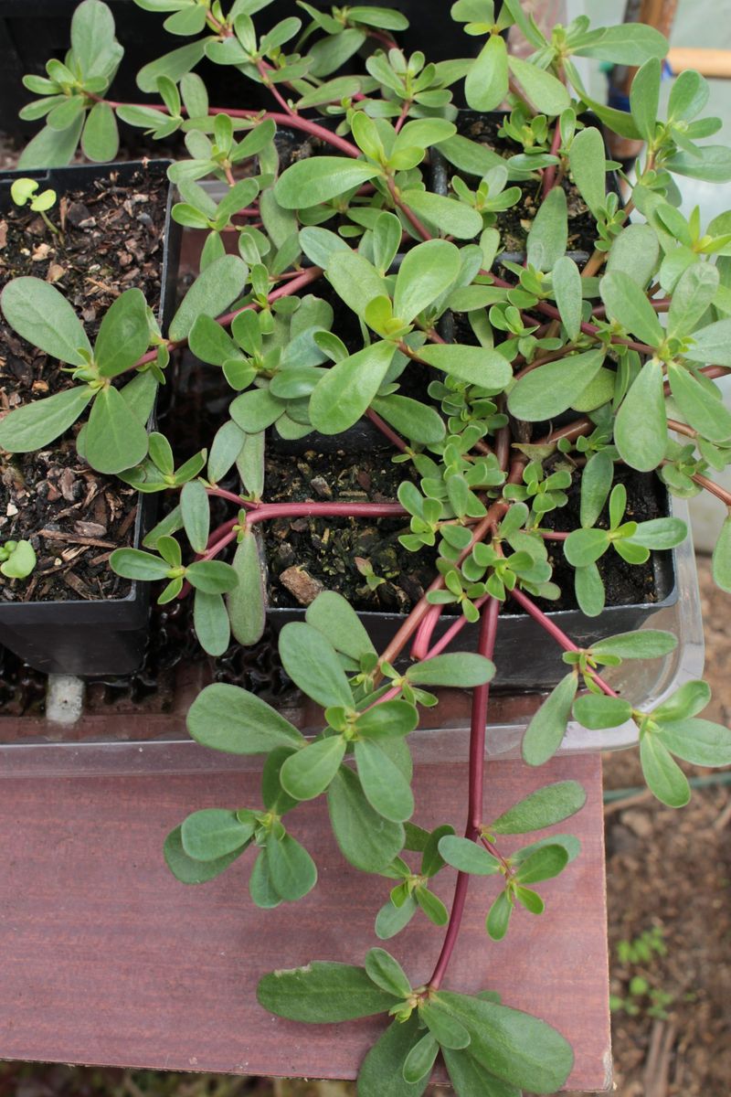 Purslane (Portulaca oleracea) – The Omega-3 Powerhouse