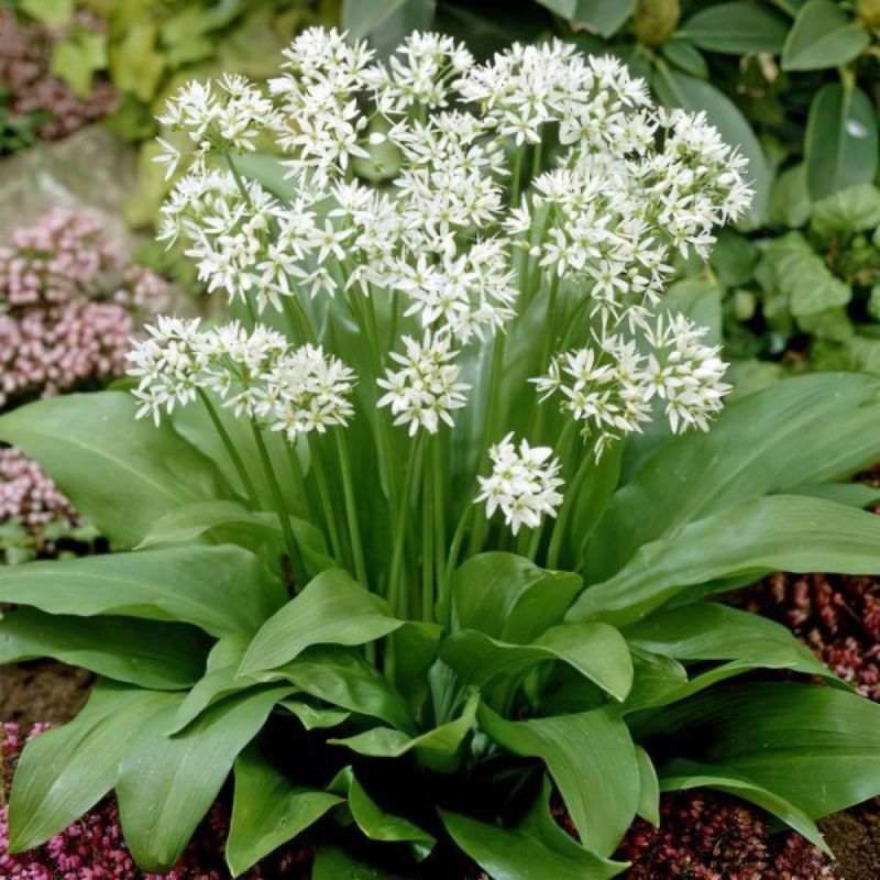 Wild Garlic