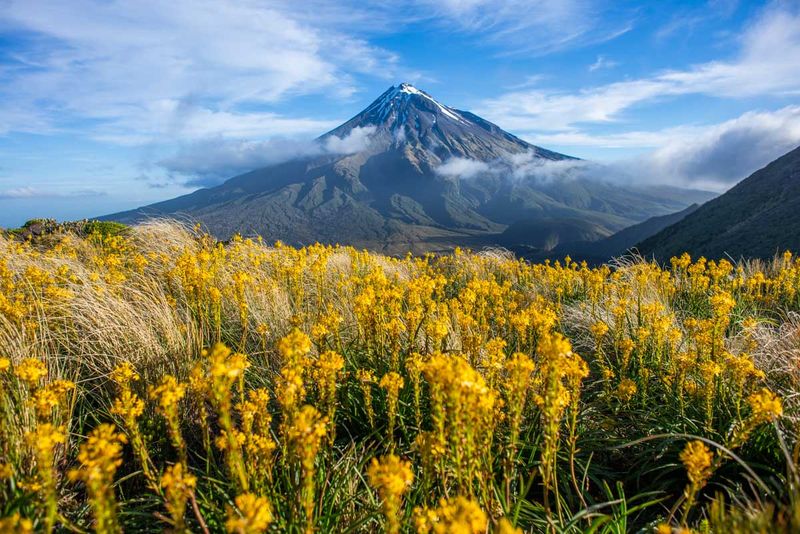 New Zealand For Volcanic Alpine Flora