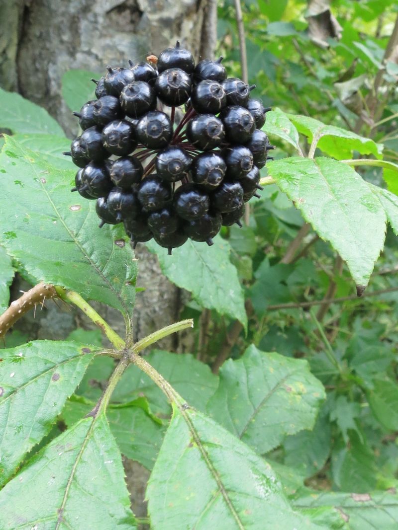 Siberian Ginseng