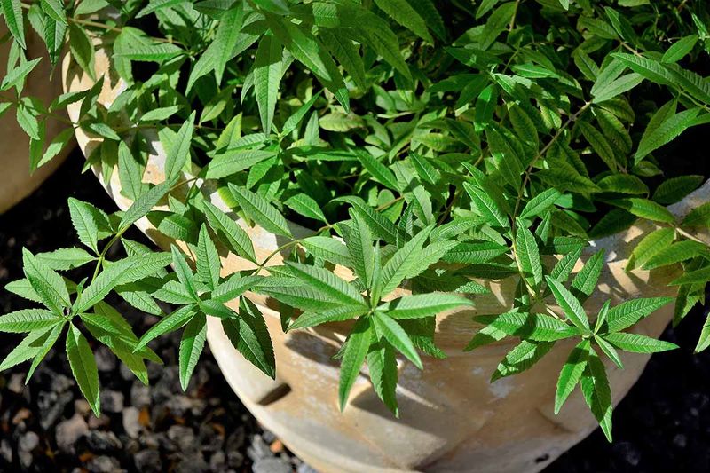 Lemon Verbena