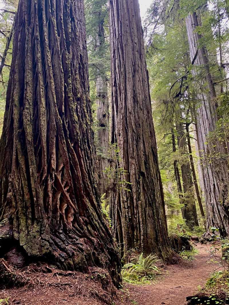 USA For Towering Redwoods