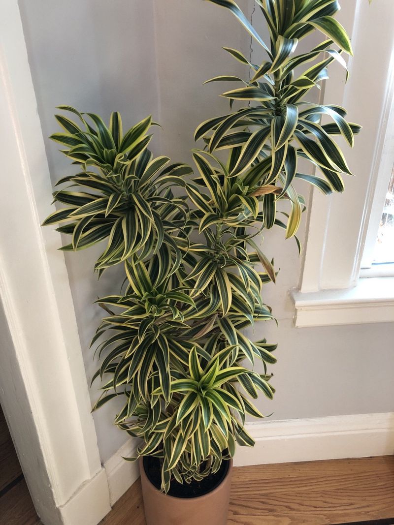 Dracaena – Low-Maintenance with Light Feeding Needs