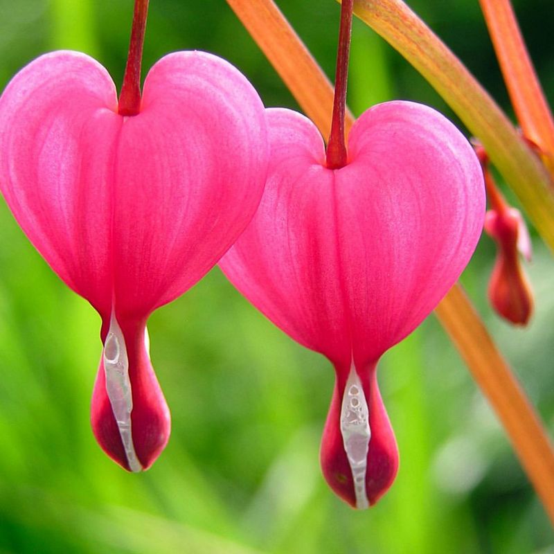 Bleeding Heart